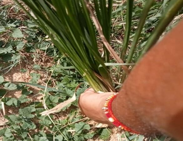 A scientific insight into the festival of Kushotpatini Amavasya